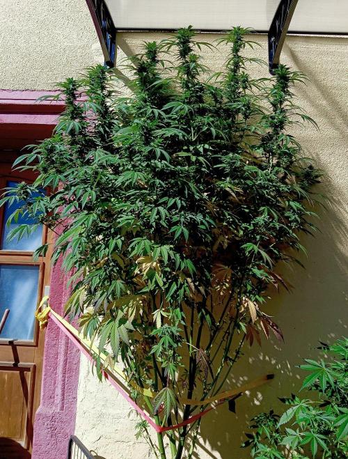 OUT26/NEW/ RED BOTTOMS- Sensi Seeds. Week 18