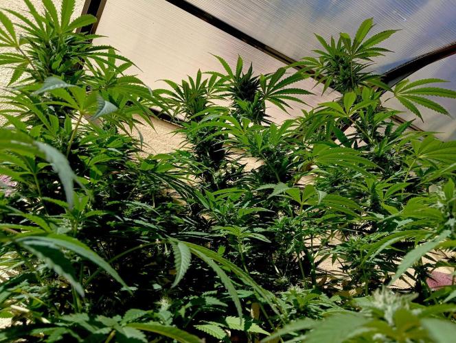 XL FlexiPot 2. Week 18