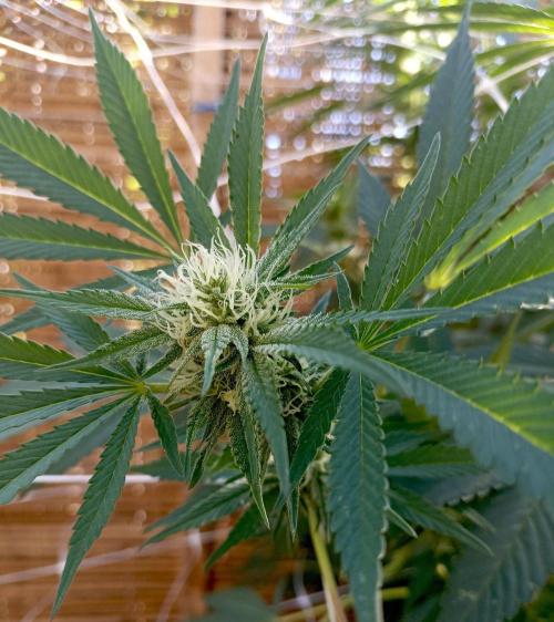 Outdoor 26// Alpskush- Swisscannabinoid. Week 23