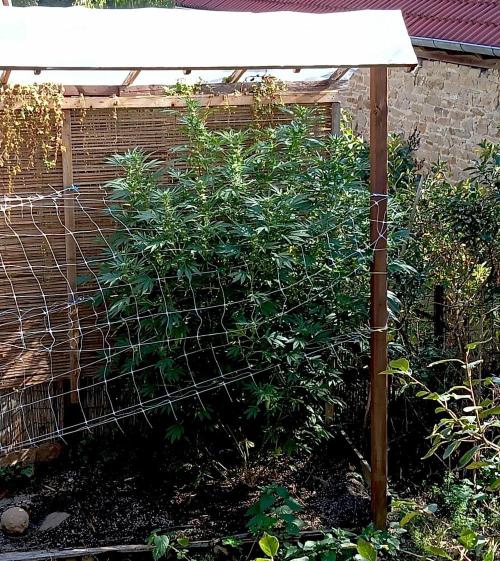 Outdoor 26// Alpskush- Swisscannabinoid. Week 23
