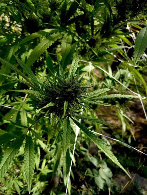 Outdoor 26// Hippieweed +Honey Cream. Week 23