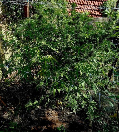 Outdoor 26// Hippieweed +Honey Cream. Week 23