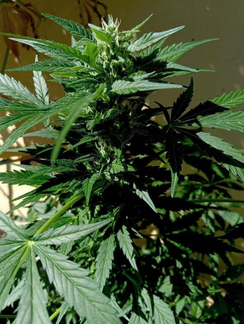 Delicious Blue Northern Light. Week 8