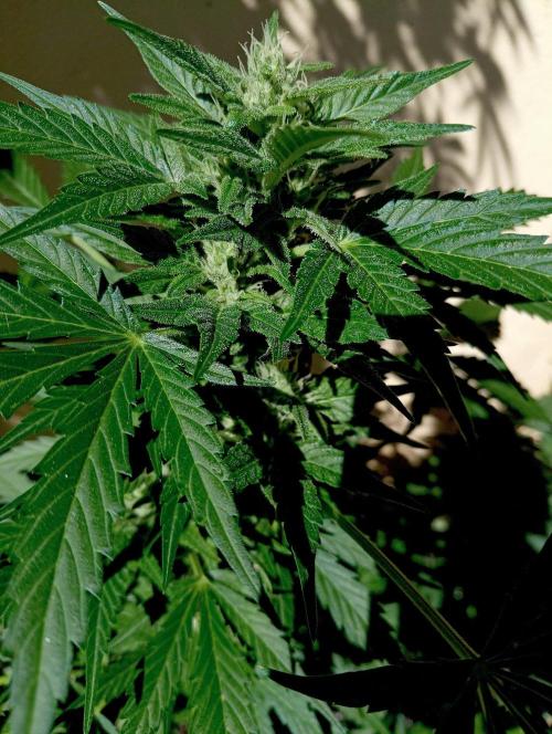Delicious Blue Northern Light. Week 8