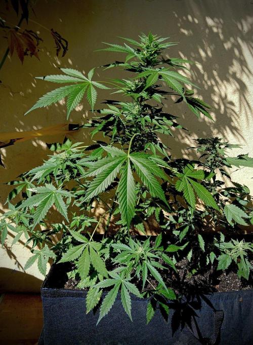 Delicious Blue Northern Light. Week 8