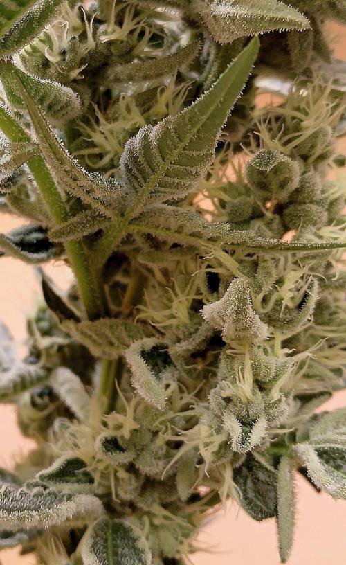 J-TownFunk- "Washing some Lobsterz". Week 11