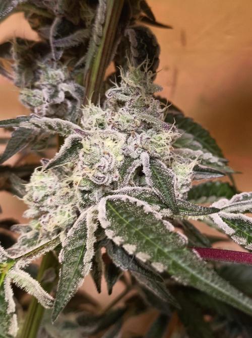J-TownFunk- "Washing some Lobsterz". Week 12