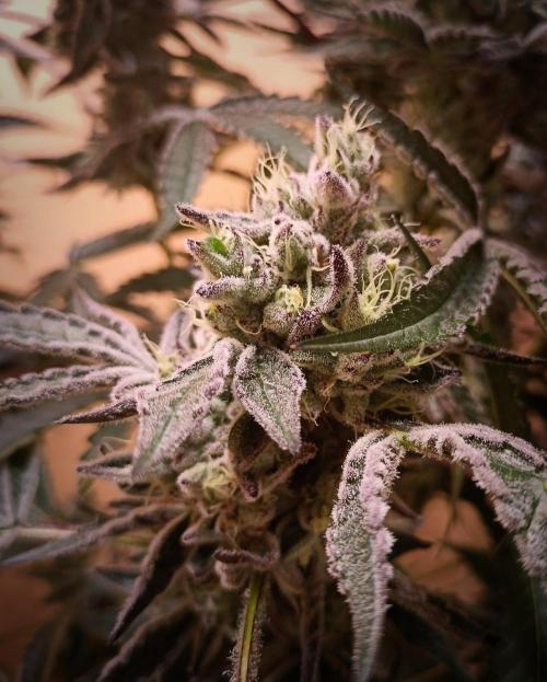 J-TownFunk- "Washing some Lobsterz". Week 12