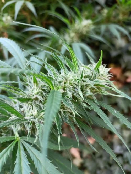 OUT 26// Shining Silver Haze/ Autopot. Week 23