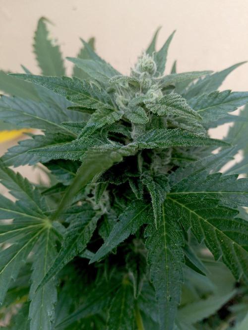 Delicious Blue Northern Light. Week 9