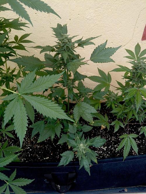 Delicious Blue Northern Light. Week 9