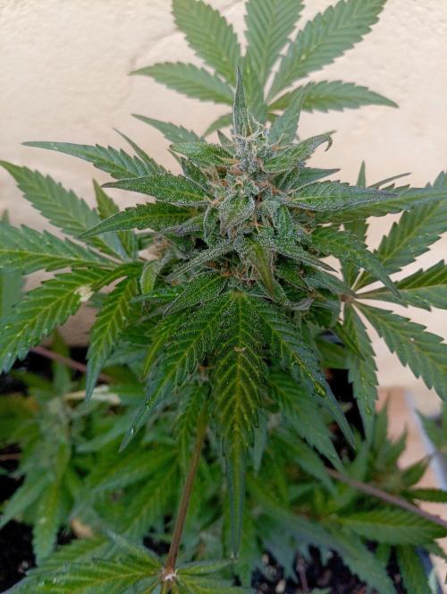 Delicious Blue Northern Light. Week 9