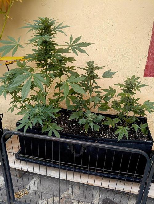 Delicious Blue Northern Light. Week 9