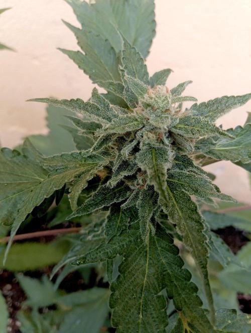 Delicious Blue Northern Light. Week 9