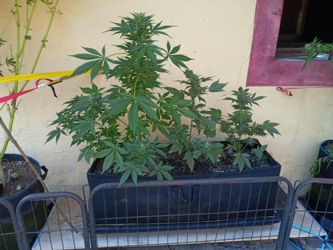 Delicious Blue Northern Light. Week 10