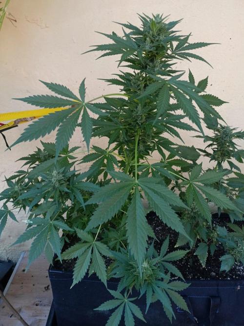 Delicious Blue Northern Light. Week 10