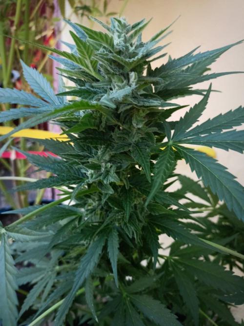 Delicious Blue Northern Light. Week 10