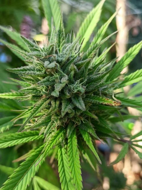 Outdoor 26// Hippieweed +Honey Cream. Week 25