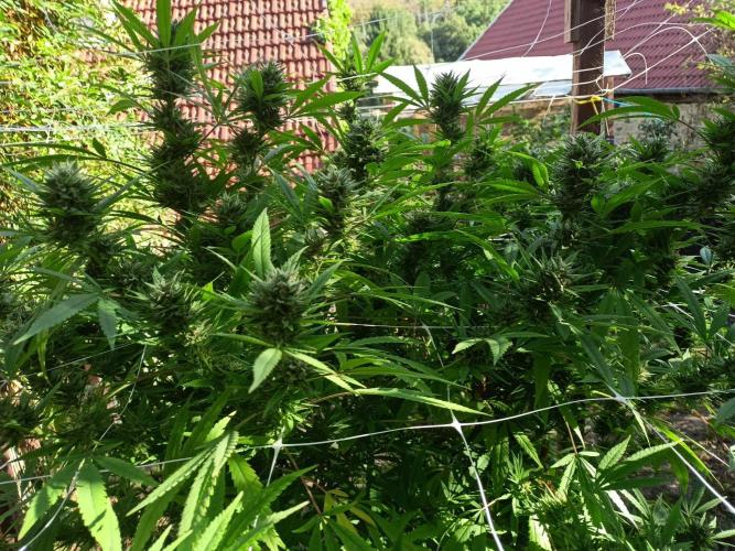 Outdoor 26// Hippieweed +Honey Cream. Week 25