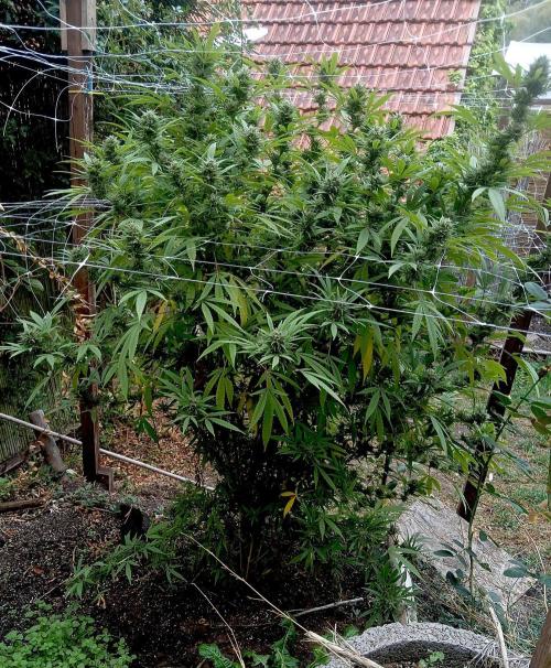 Outdoor 26// Hippieweed +Honey Cream. Week 25