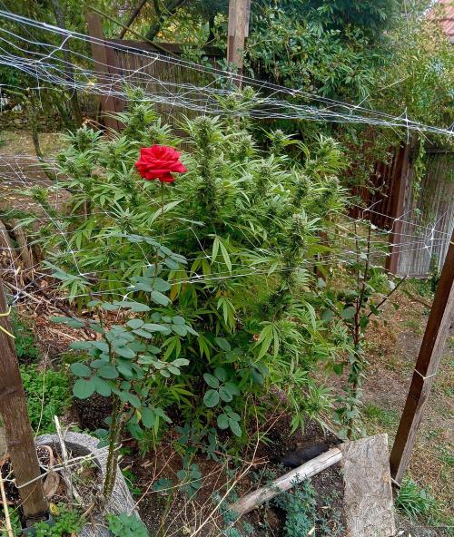 Outdoor 26// Hippieweed +Honey Cream. Week 25