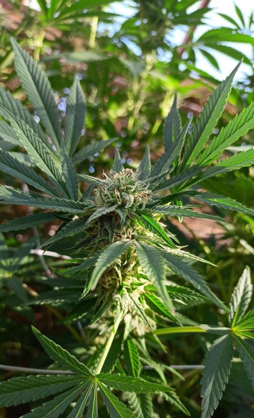 Outdoor 26// Alpskush- Swisscannabinoid. Week 25