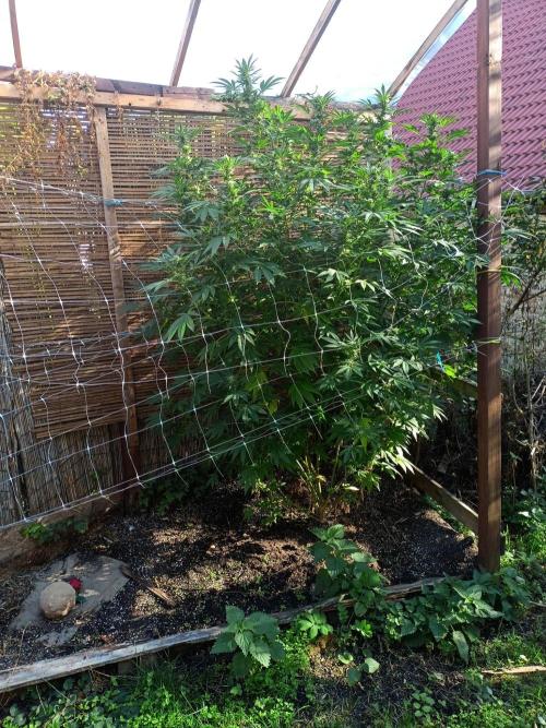 Outdoor 26// Alpskush- Swisscannabinoid. Week 25
