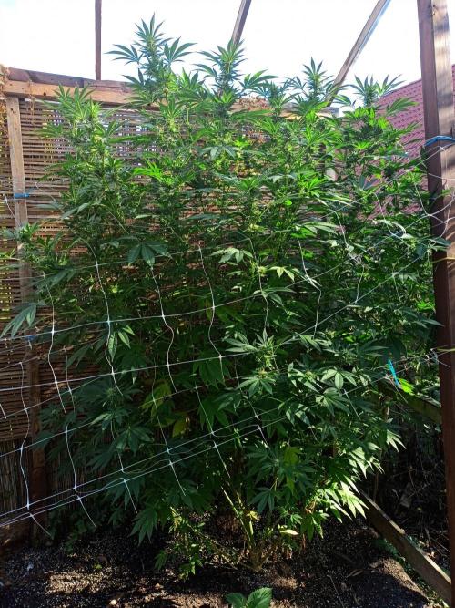 Outdoor 26// Alpskush- Swisscannabinoid. Week 25