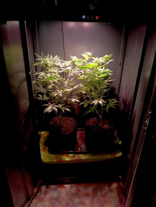 Delicious Zinnapple  HAZELBOX. Week 10