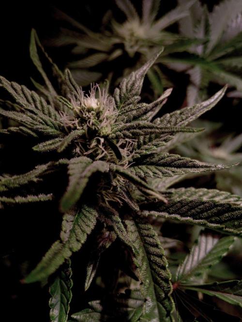 Delicious Zinnapple  HAZELBOX. Week 10