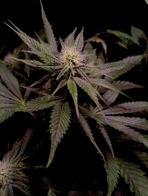 Delicious Zinnapple  HAZELBOX. Week 10