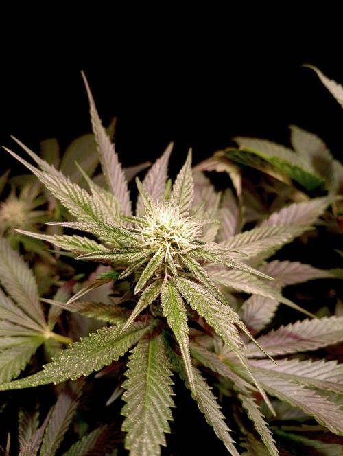 Delicious Zinnapple  HAZELBOX. Week 10