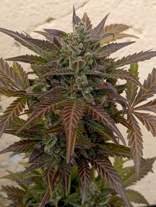 Delicious Blue Northern Light. Week 11