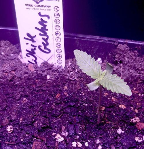 Dutch Passion Growing Competition 2026 A. Week 1