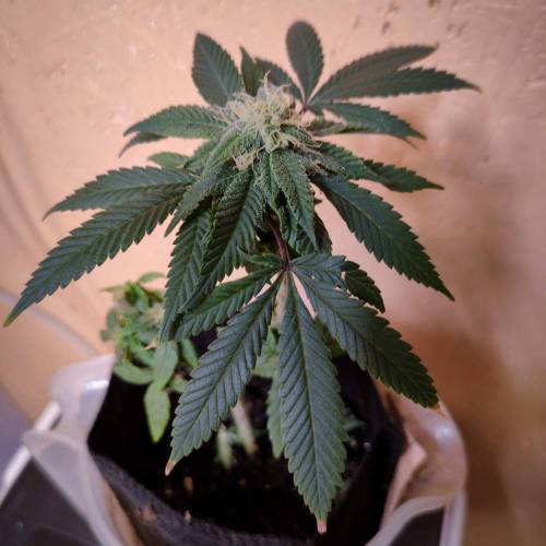 Peyote Zkittlez. Week 14