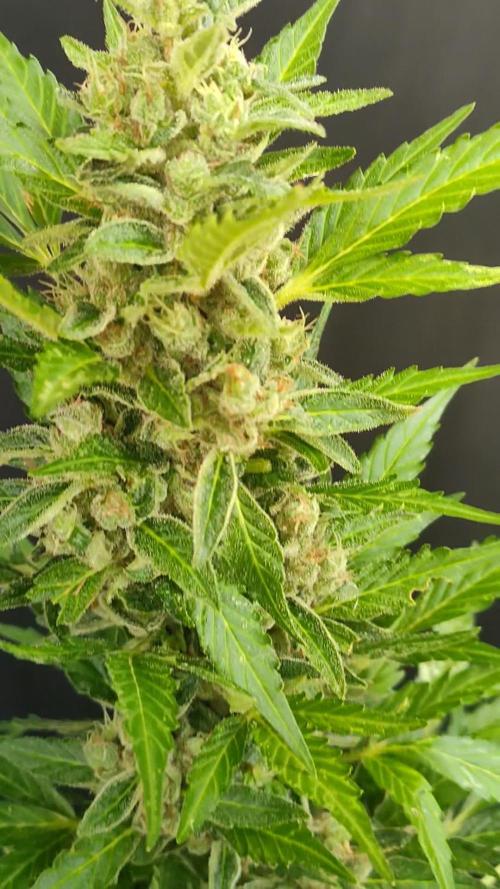 Outdoor 24 MSNL-Cherry Pie Auto