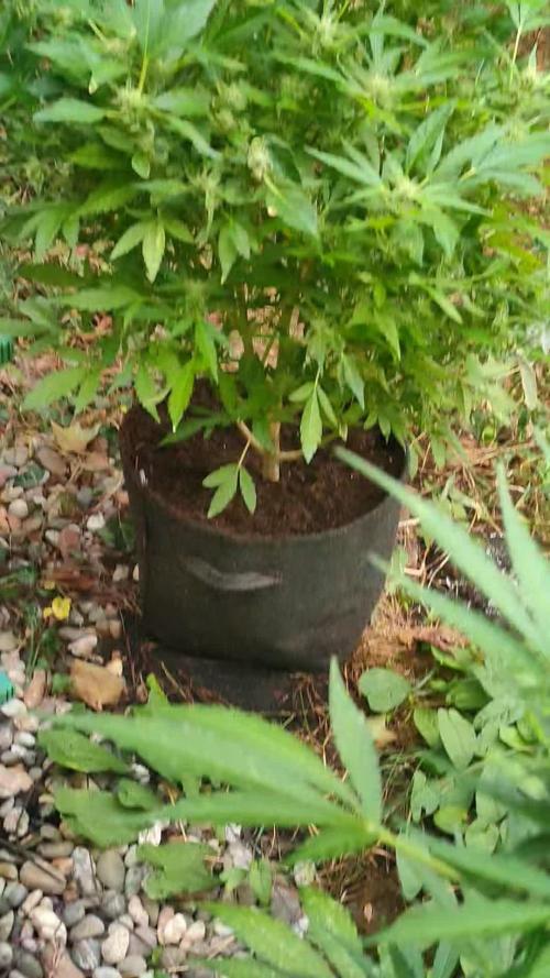 Seedsman 420 Growoff- Tangerine Snow F1 Fast in and outdoor