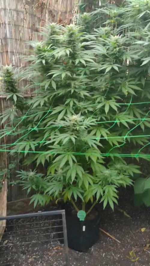 Seedsman 420 Growoff- Tangerine Snow F1 Fast in and outdoor