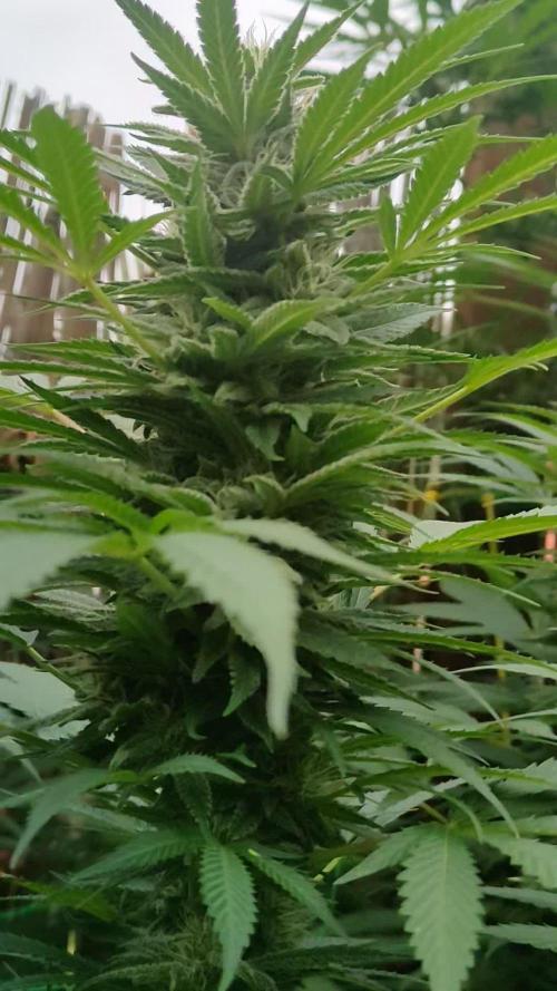 Seedsman 420 Growoff- Tangerine Snow F1 Fast in and outdoor