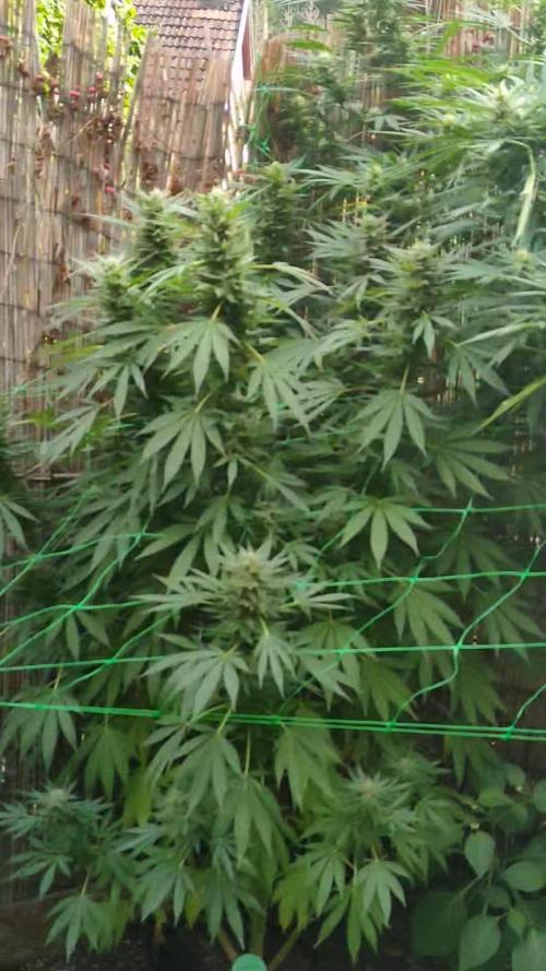 Seedsman 420 Growoff- Tangerine Snow F1 Fast in and outdoor