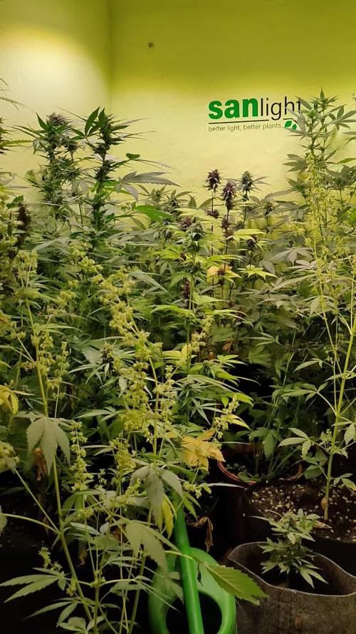 "Be a Breeder" Doctor´s Choice: Chronic Ryder reg. // SANlight