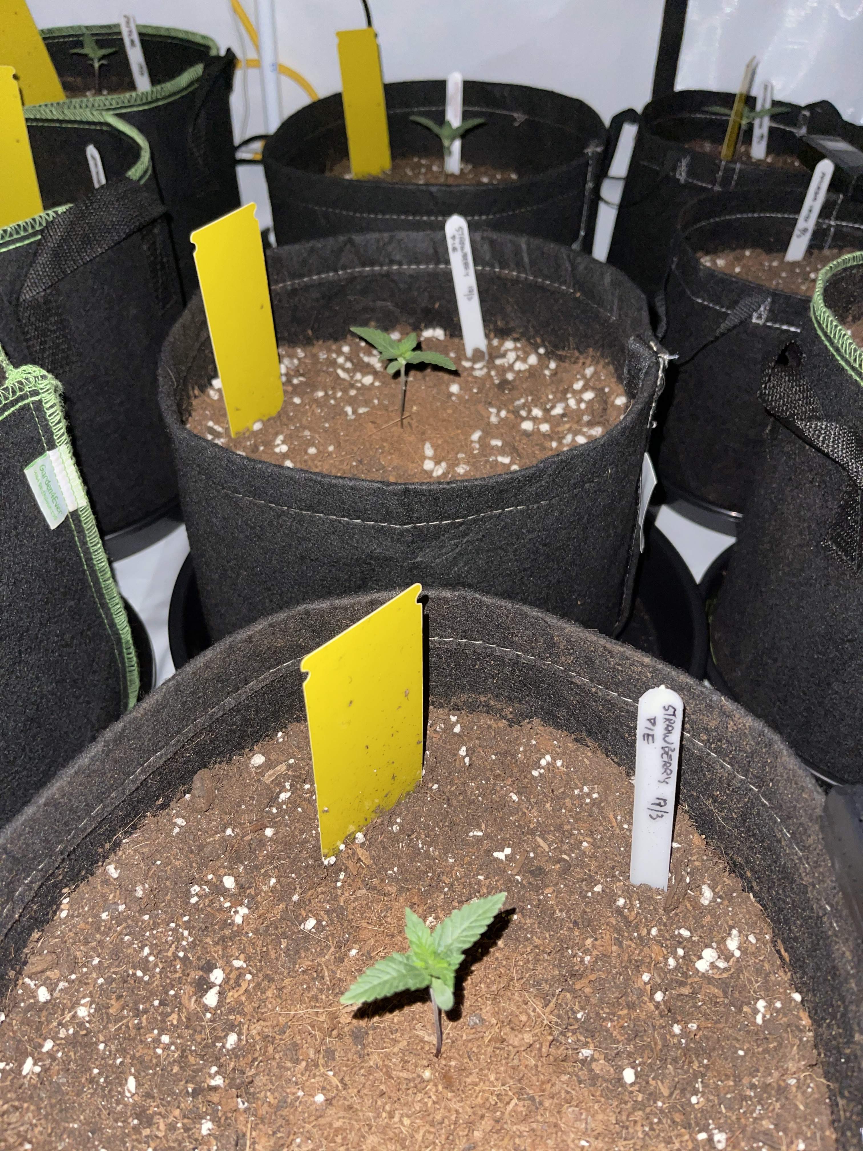 Fast Buds Strawberry Pie Auto grow diary (journal) week0 by MangJs