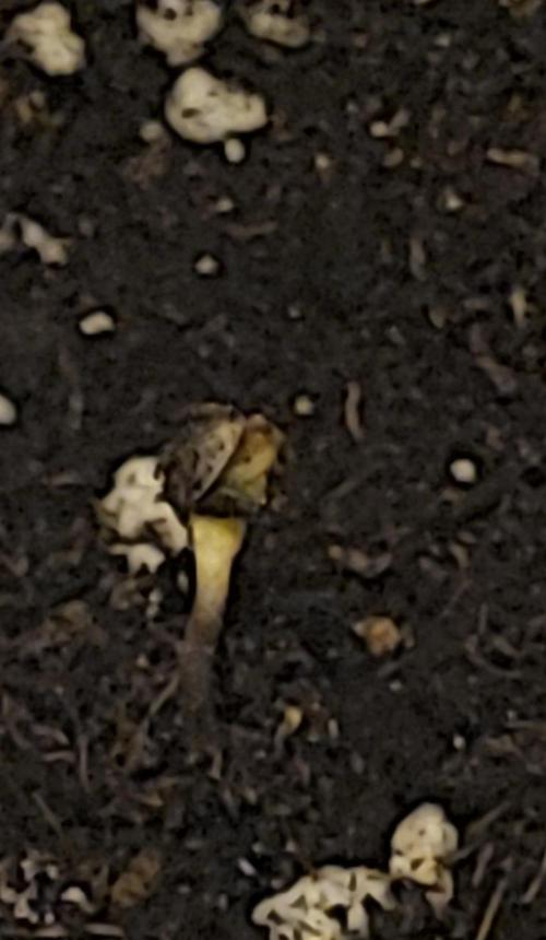 Fat Banana Auto. Week 0