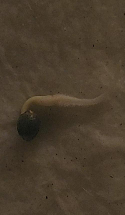 Fat Banana Auto. Week 0