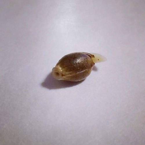 Purple Lemonade by FastBuds - AutoPot . Week 0