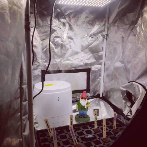 Purple Lemonade by FastBuds - AutoPot . Week 0 - Rapid Rooters once tap root appears. 75-80F with 60% RH. Sprouts in 24h