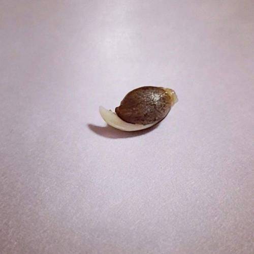 Purple Lemonade by FastBuds - AutoPot . Week 0 - 16 hours later