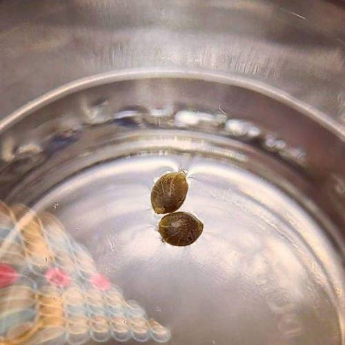 Purple Lemonade by FastBuds - AutoPot . Week 0