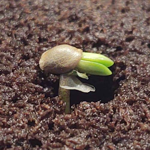 Purple Lemonade by FastBuds - AutoPot . Week 0