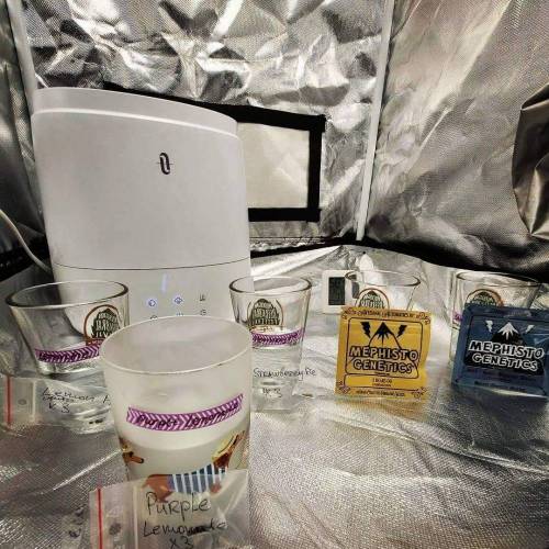 Purple Lemonade by FastBuds - AutoPot . Week 0 - Soak in the dark for 24-36 hours at 80F/60% - 75% RH until tap root shows